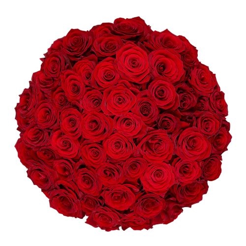 50 Premium Red Roses | Florist (Standard)